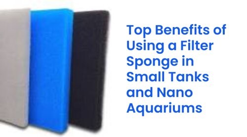 Top Benefits of Using a Filter Sponge in Small Tanks and Nano Aquariums