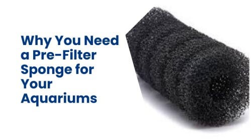 Why You Need a Pre-Filter Sponge for Your Aquariums